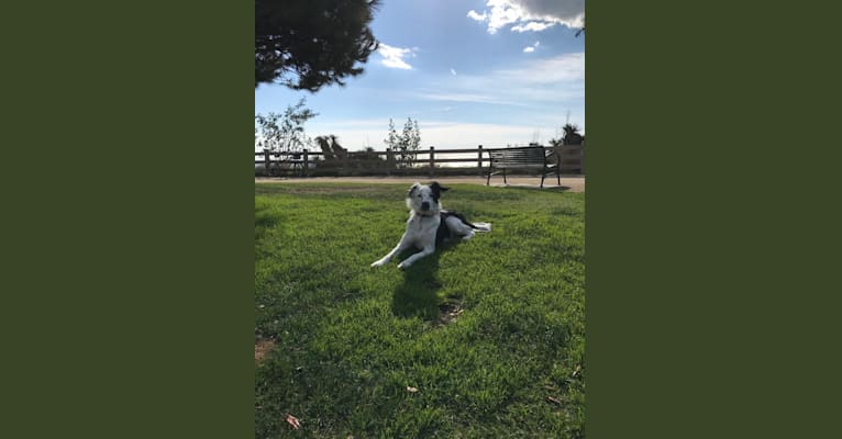 Sydney, a Border Collie and Australian Cattle Dog mix tested with EmbarkVet.com