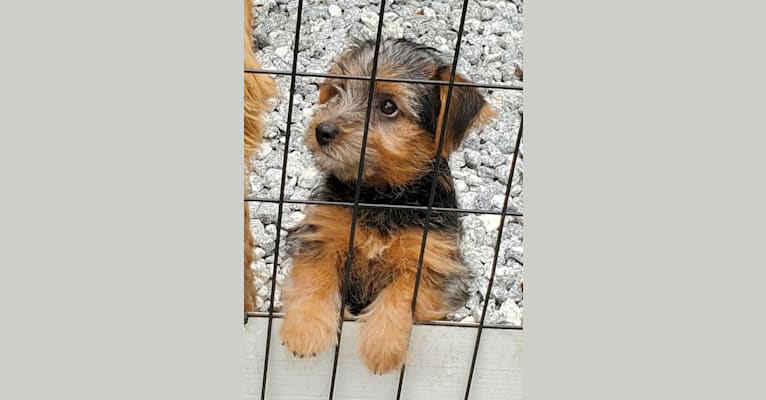 Bebe, a Norfolk Terrier tested with EmbarkVet.com