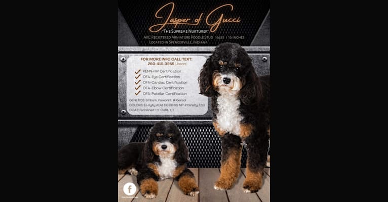 George, a Bernedoodle tested with EmbarkVet.com