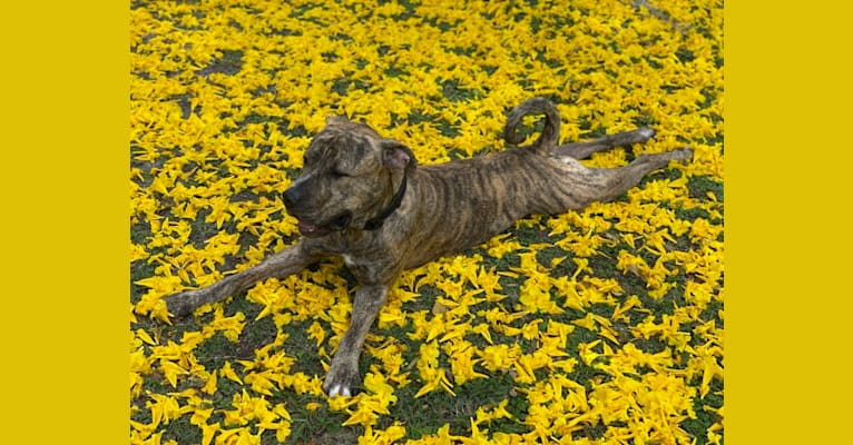 Photo of MAX, an American Pit Bull Terrier, American Bulldog, and Bulldog mix in Orlando, Florida, USA