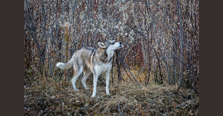 Chinook, an Alaskan Malamute and Siberian Husky mix tested with EmbarkVet.com
