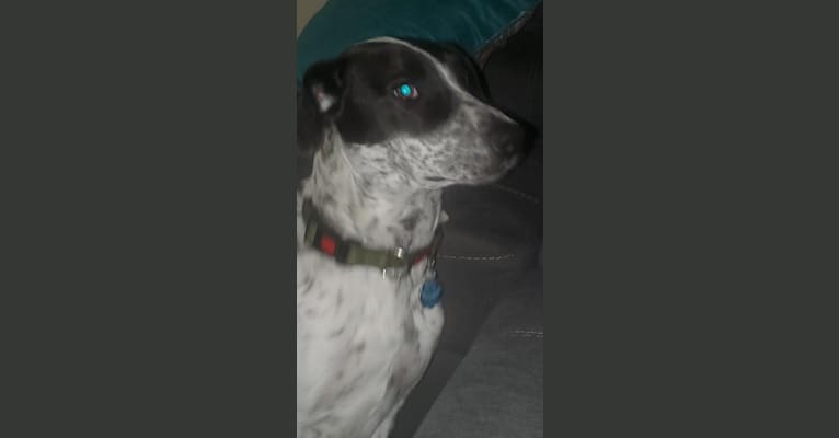 Milo, a Border Collie and Pointer mix tested with EmbarkVet.com