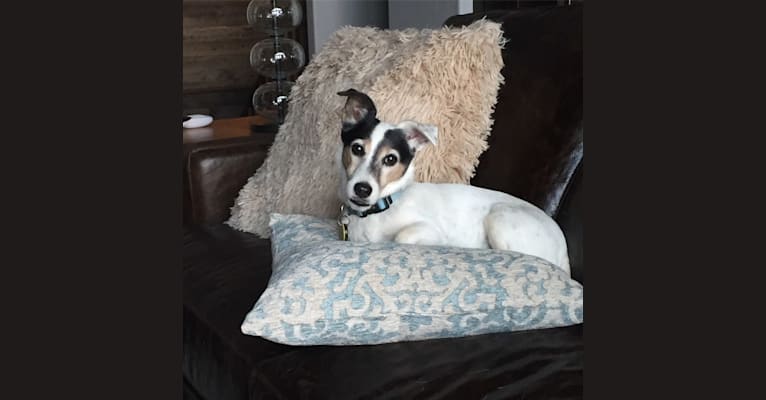 Frankie, a Russell-type Terrier and Smooth Fox Terrier mix tested with EmbarkVet.com