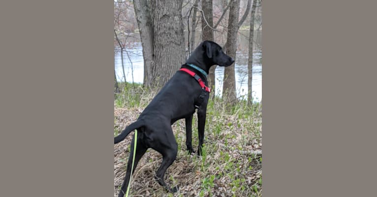 Neko, a Labrador Retriever and Mountain Cur mix tested with EmbarkVet.com