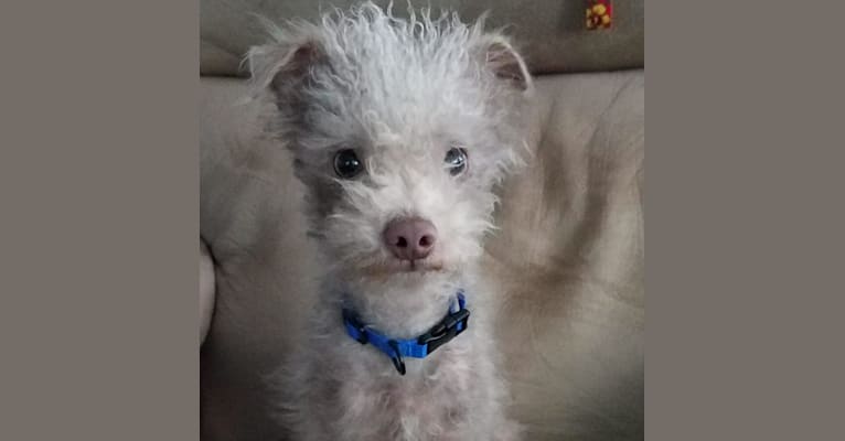 Sherman, a Chihuahua and Poodle (Small) mix tested with EmbarkVet.com