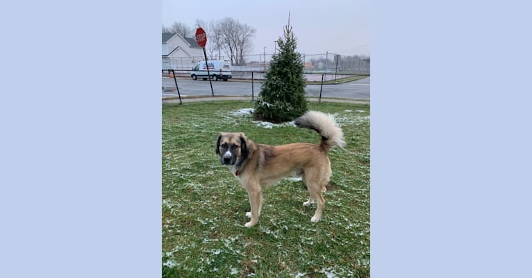 Photo of Maverick, a Great Pyrenees, Anatolian Shepherd Dog, American Staffordshire Terrier, and Bluetick Coonhound mix in Boonton, New Jersey, USA