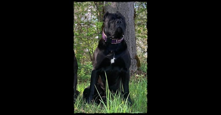 HOUFEK MASTIFFS SAVAGE D'FORTE, a Neapolitan Mastiff and Cane Corso mix tested with EmbarkVet.com