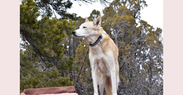 Photo of Roco, an Alaskan-type Husky  in Taylorsville, Utah, USA
