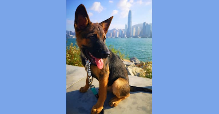 Eaton Chung, a Hong Kong Village Dog tested with EmbarkVet.com