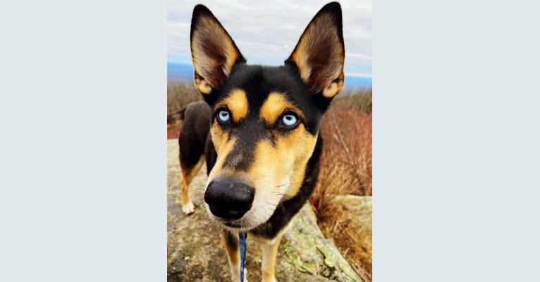 Milo, a Siberian Husky and Rat Terrier mix tested with EmbarkVet.com