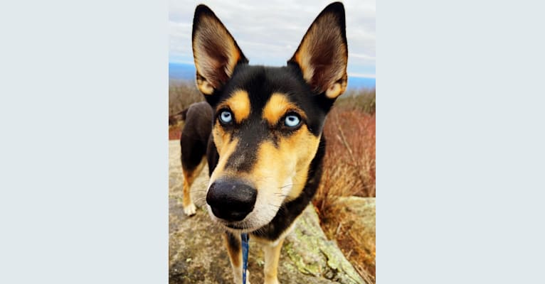 Embark Dog DNA Test Breed