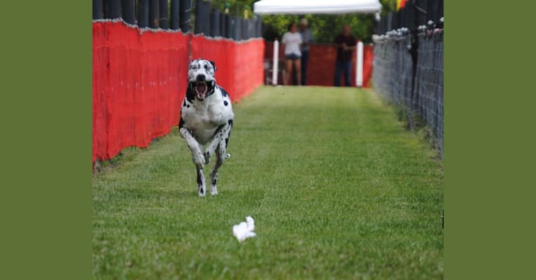 Molly, a Great Dane tested with EmbarkVet.com