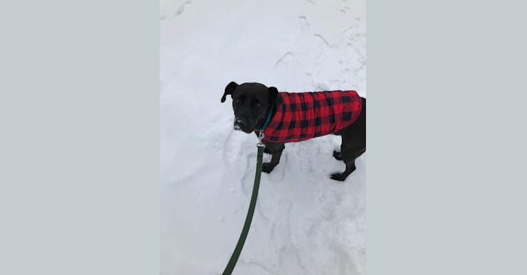Mako, a Labrador Retriever and Mountain Cur mix tested with EmbarkVet.com