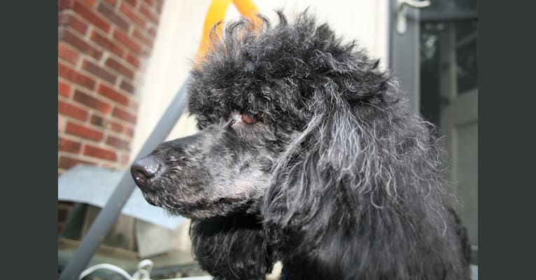 Neo, a Poodle (Small) (6.8% unresolved) tested with EmbarkVet.com