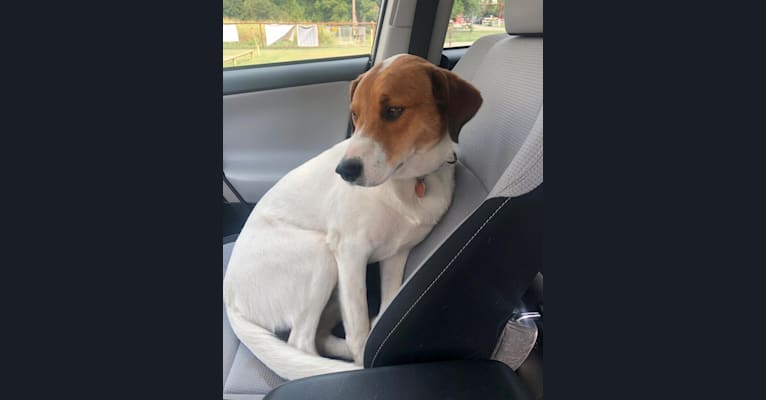 Spot, an Australian Cattle Dog and Border Collie mix tested with EmbarkVet.com