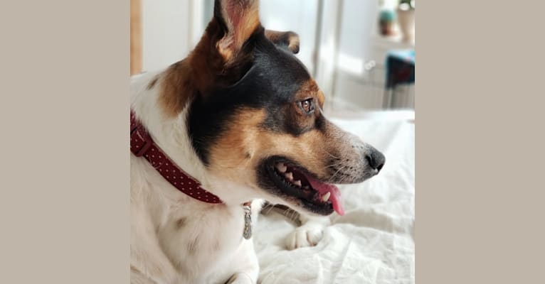 Eleanor, a Rottweiler and German Shepherd Dog mix tested with EmbarkVet.com