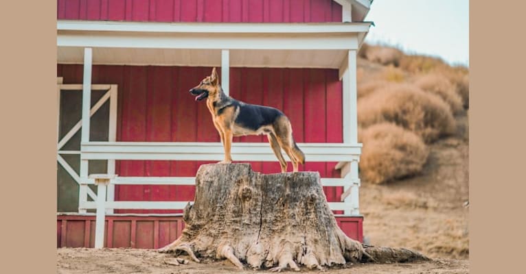 Photo of Gunther, a German Shepherd Dog, Labrador Retriever, and Chow Chow mix in Campo, California, USA