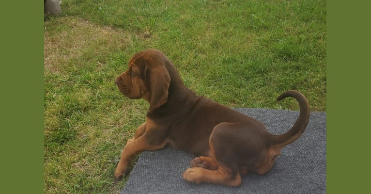 Mazikeen, a Bloodhound tested with EmbarkVet.com