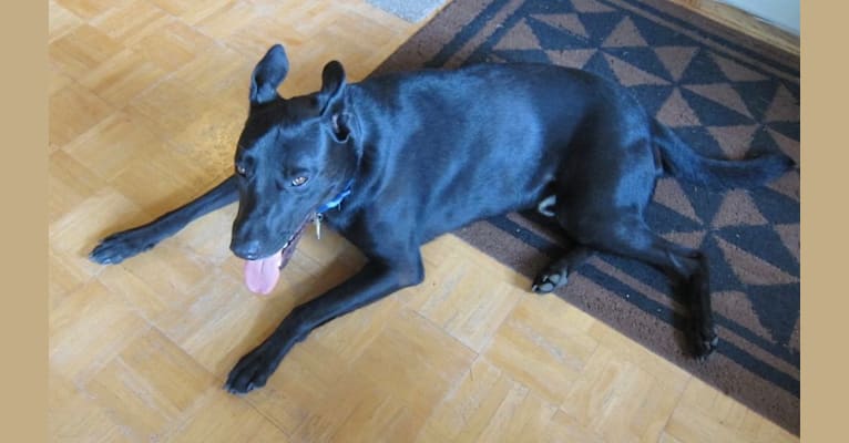 Hans, a German Shepherd Dog and Mastiff mix tested with EmbarkVet.com