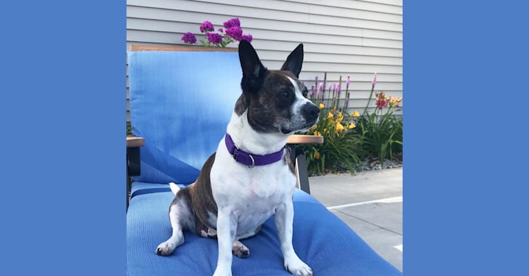 Embark Dog DNA Test Breed