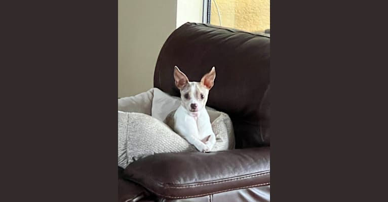 Jaxon Russell Klare, a Chihuahua tested with EmbarkVet.com