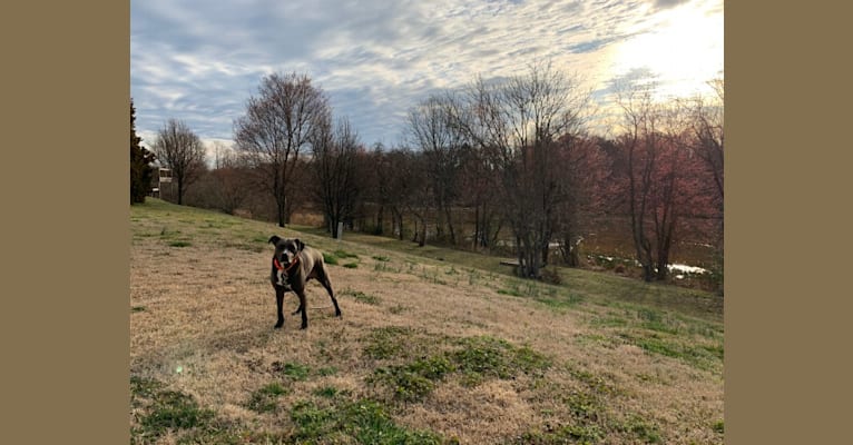 Photo of Rogue, an American Pit Bull Terrier, German Shepherd Dog, Labrador Retriever, and American Staffordshire Terrier mix in Mechanicsville, Virginia, USA