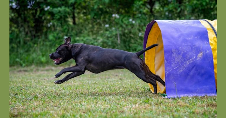 Shark (Irresistibull's Storm Surfer), a Staffordshire Bull Terrier tested with EmbarkVet.com