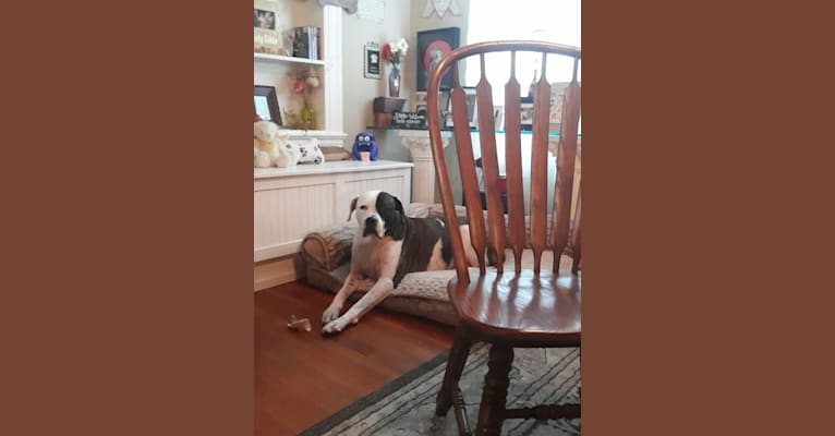 cayden, an American Pit Bull Terrier and American Bulldog mix tested with EmbarkVet.com