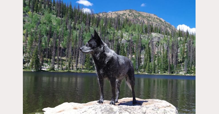 Trace, an Australian Cattle Dog and Koolie mix tested with EmbarkVet.com