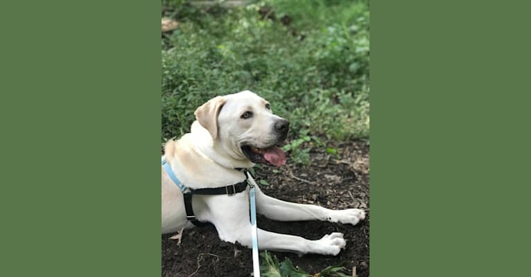 Photo of Oatly, a Boerboel and Cane Corso mix in USA