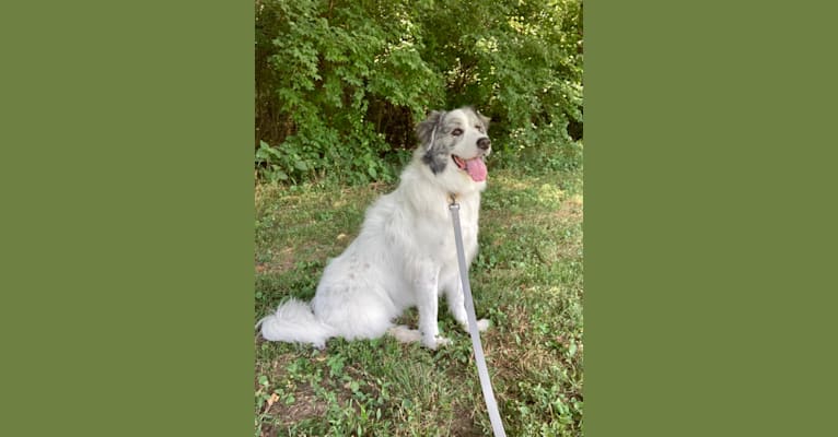 Luna-Belle, a Great Pyrenees tested with EmbarkVet.com