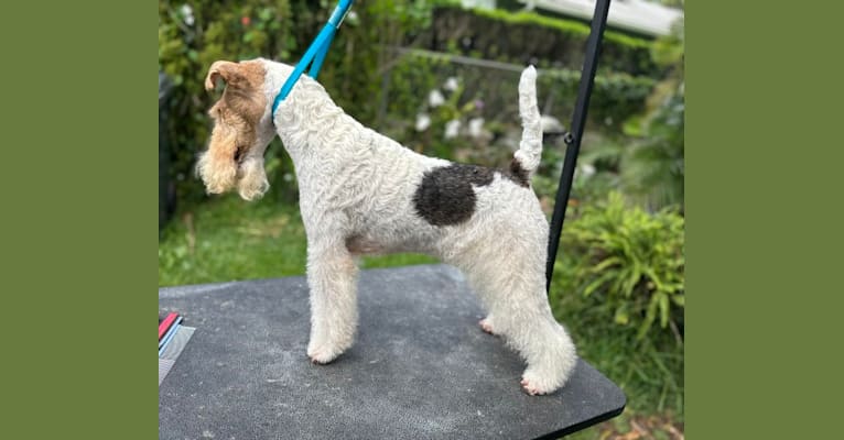 Lani, a Wire Fox Terrier tested with EmbarkVet.com