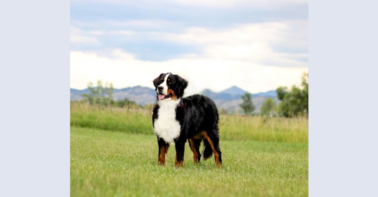 Lilly, a Bernese Mountain Dog tested with EmbarkVet.com