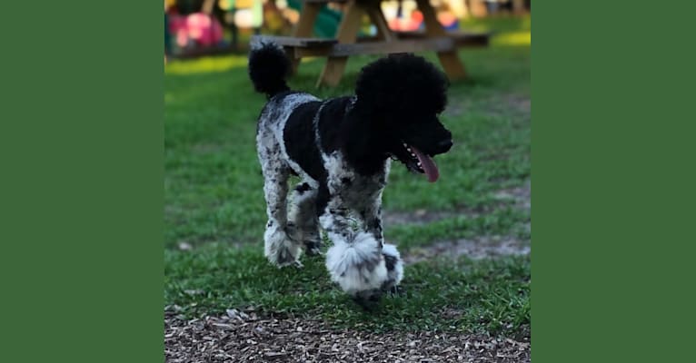 Photo of Turner, a Poodle (Standard)  in Florida, USA