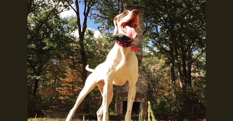 Photo of Rosie, a Pointer  in Wilton, Connecticut, USA