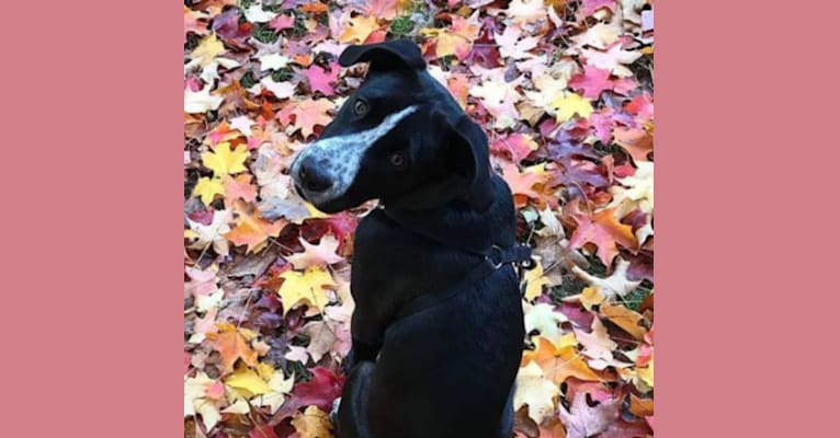 Luna, an American Pit Bull Terrier and Labrador Retriever mix tested with EmbarkVet.com