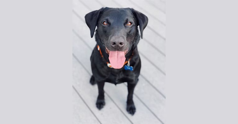 Tia, a Labrador Retriever tested with EmbarkVet.com