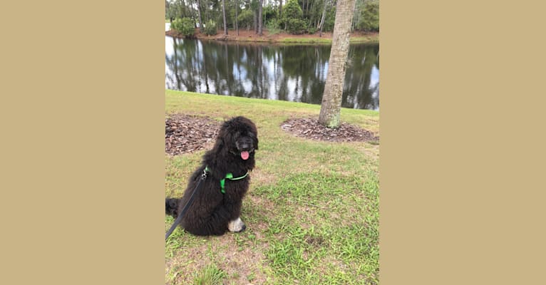 Trotsky, a Bernedoodle tested with EmbarkVet.com