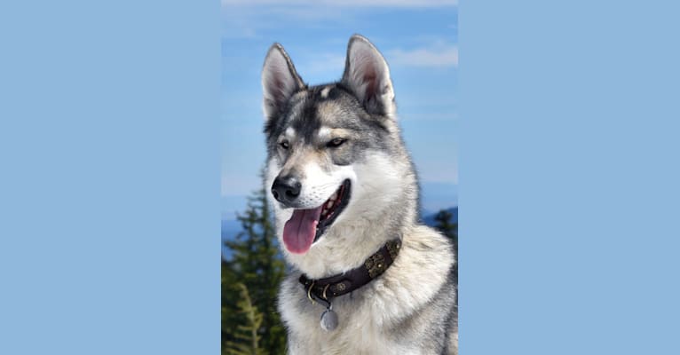 Navarre, a Siberian Husky and German Shepherd Dog mix tested with EmbarkVet.com