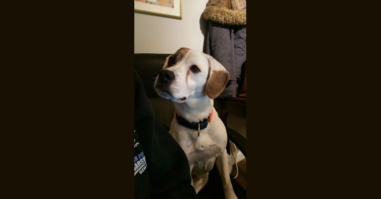 Morty, a Beagle and Bulldog mix tested with EmbarkVet.com