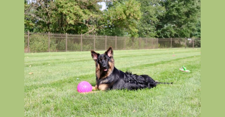 Kaila, a German Shepherd Dog tested with EmbarkVet.com