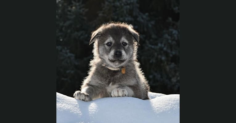 Feoh, a Siberian Husky and Saarloos Wolfdog mix tested with EmbarkVet.com