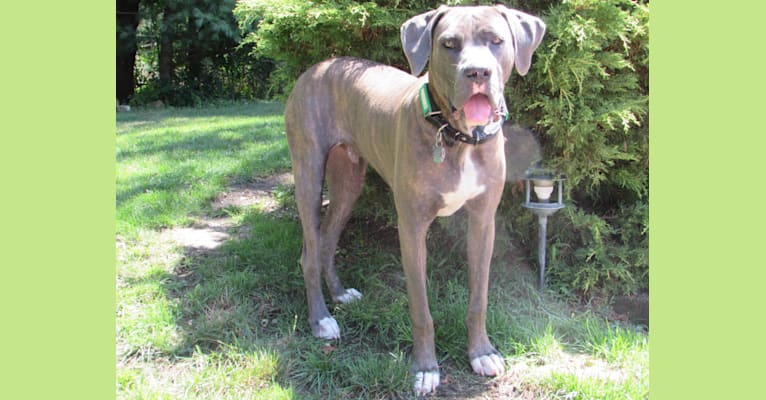 Photo of Brody, an American Bulldog and Neapolitan Mastiff mix in Missouri, USA