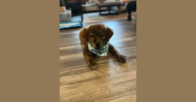 Rudder, a Labrador Retriever and Chow Chow mix tested with EmbarkVet.com