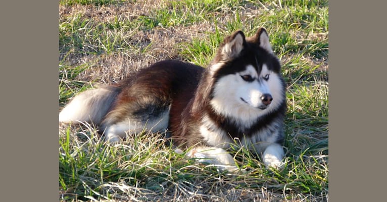 "NEO" NOVEL SIBERIAN'S SLEIGH RIDE, a Siberian Husky tested with EmbarkVet.com