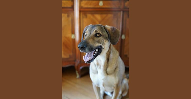 Moshe-Moo, a German Shepherd Dog and Beagle mix tested with EmbarkVet.com