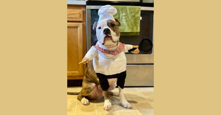 Photo of Bosley, an American Bully  in Clear Brook, Virginia, USA
