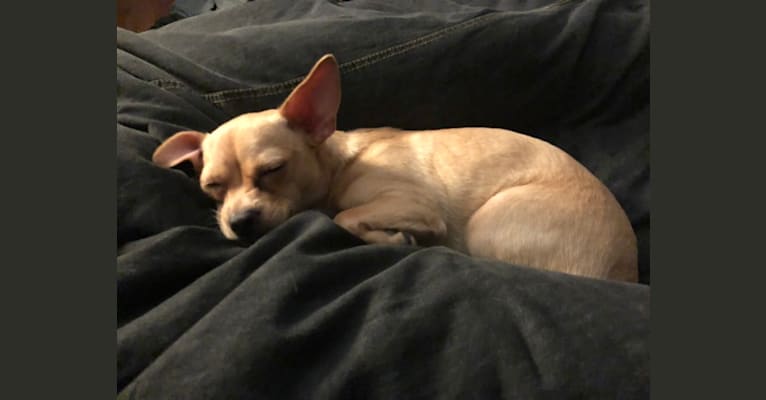 Tia, a Chihuahua and Pomeranian mix tested with EmbarkVet.com