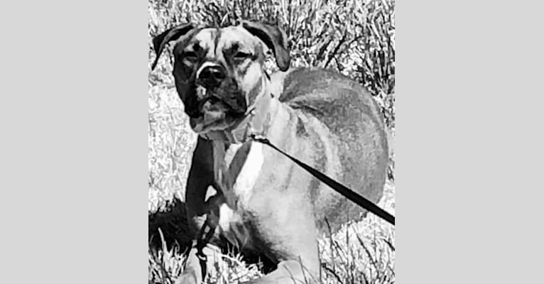 Photo of Roxy, an American Pit Bull Terrier 