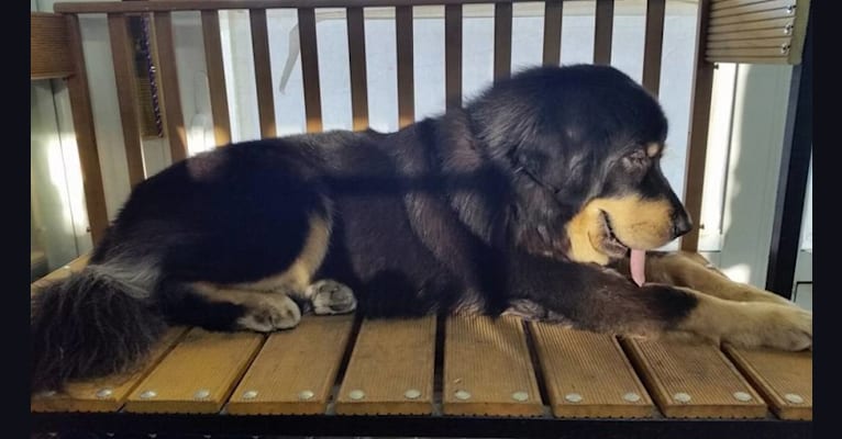 Photo of BAGIRA, a Tibetan Mastiff  in Serbia